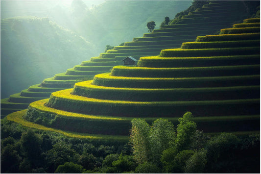 🌿バリ島発・心と体を癒す伝統飲料「ジャムウティー」